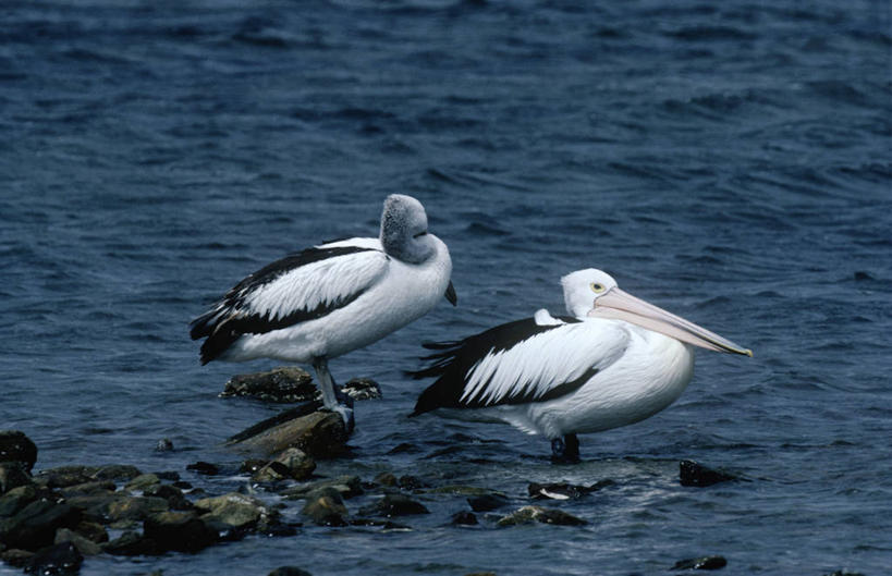 无人,站,横图,室外,白天,时尚,海洋,水,海鸟,野生动物,澳大利亚,涉水,科学,鸟类,自然,动物,两只,t台,摄影,环境,水禽,生物学,鹈鹕,澳大拉西亚,澳洲鹈鹕,袋鼠岛,南澳大利亚,时装表演,时装秀,t型台,走秀,彩图,动物学