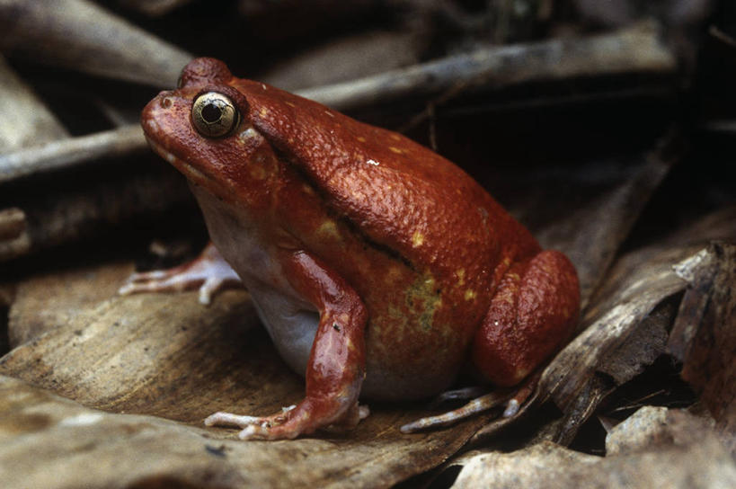 无人,坐,横图,室外,白天,时尚,青蛙,野生动物,马达加斯加,科学,蛙,红色,自然,动物,t台,摄影,环境,生物学,东非,时装表演,时装秀,t型台,走秀,番茄蛙,彩图,动物学