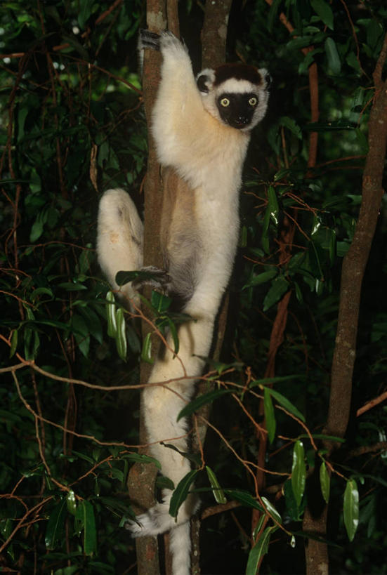 无人,攀登,竖图,室外,白天,时尚,哺乳动物,猴,野生动物,猴子,非洲,马达加斯加,科学,枝,树,自然,动物,t台,可爱,摄影,活泼,环境,生物学,狐猴,户外活动,灵长目,阿非利加洲,东非,马达加斯加共和国,时装表演,时装秀,t型台,走秀,彩图,原猴,动物学