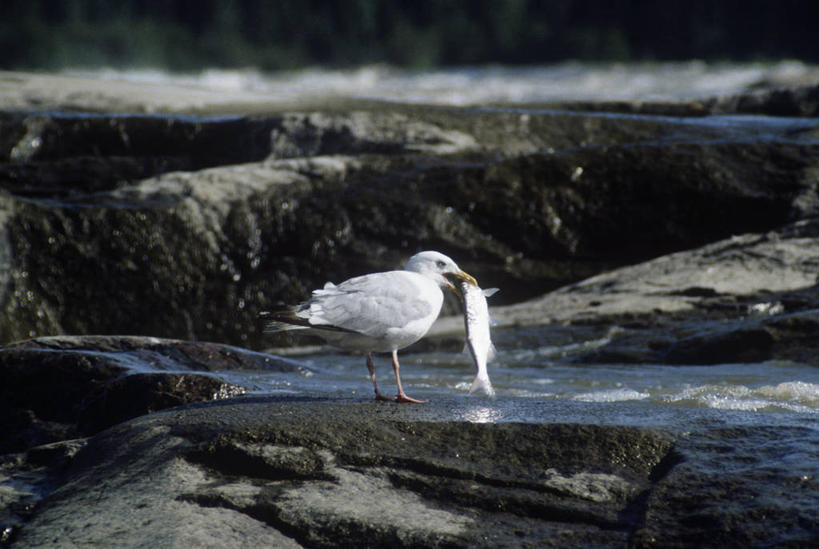 无人,吃,横图,室外,白天,侧面,时尚,河流,海鸥,野生动物,美国,加拿大,科学,鸟类,捕食,流水,自然,动物,两只,t台,摄影,环境,生物学,国家公园,喙,黑脊鸥,喂养,时装表演,时装秀,t型台,走秀,彩图,动物学,郊野公园