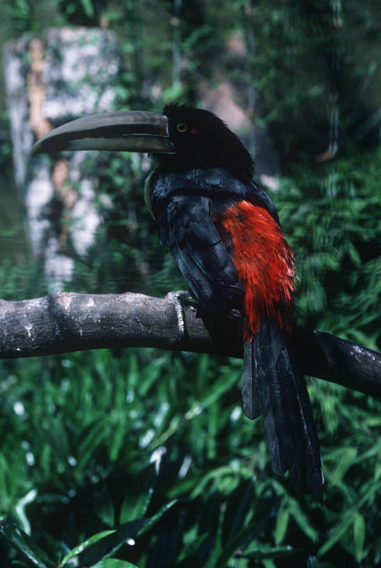 无人,坐,竖图,室外,白天,时尚,野生动物,科学,鸟类,枝,树,自然,动物,t台,摄影,栖息,环境,生物学,喙,热带鸟,时装表演,时装秀,t型台,走秀,彩图,动物学