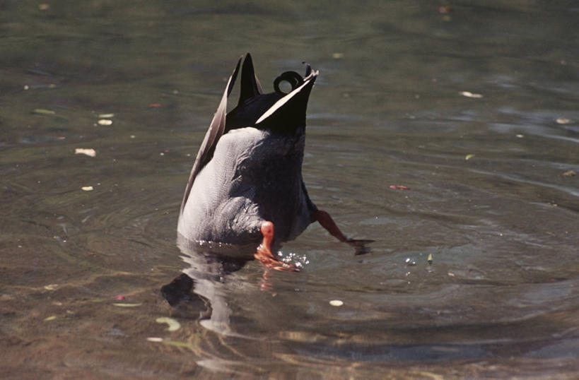 臀部,无人,横图,室外,白天,时尚,湖,水,野生动物,科学,鸟类,鸭子,捕食,自然,动物,t台,摄影,环境,生物学,野鸭,时装表演,时装秀,t型台,走秀,彩图,动物学