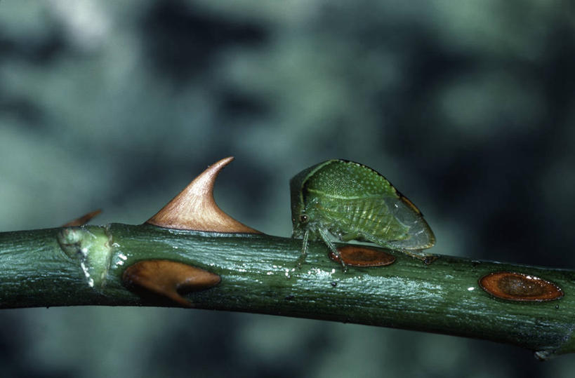无人,横图,室外,白天,时尚,野生动物,微生物,科学,昆虫,枝,自然,动物,t台,生物,摄影,保护,环境,生物学,伪装,节肢动物,嫩枝,原生动物,时装表演,时装秀,t型台,走秀,步行,彩图,动物学,半翅目