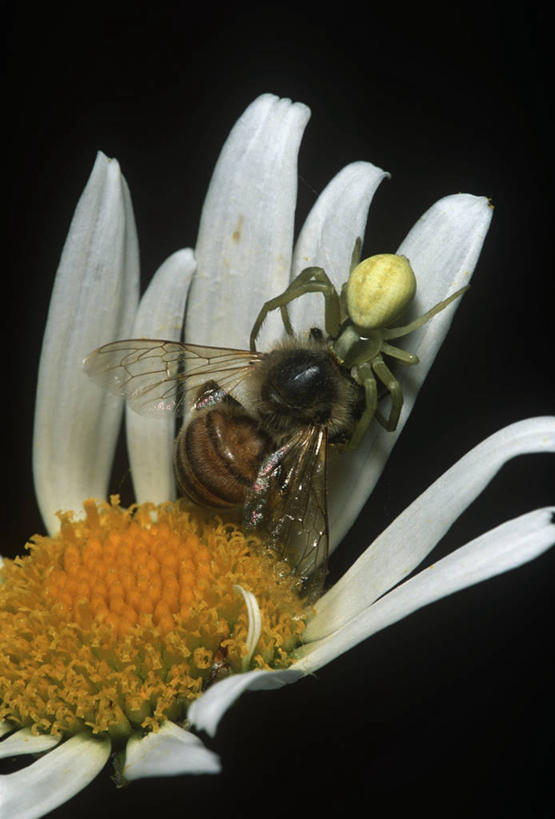无人,竖图,室外,特写,白天,时尚,野生动物,蜜蜂,黑色背景,科学,捕食,昆虫,蜘蛛,花,黑色,自然,动物,两只,t台,生物,摄影,部分,环境,死亡,生物学,伪装,节肢动物,益虫,蟹蛛,时装表演,时装秀,t型台,走秀,彩图,动物学