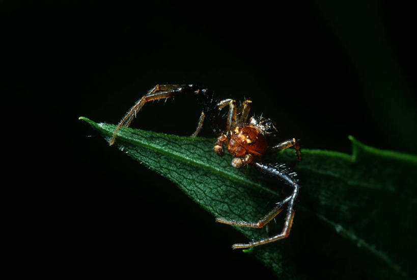 无人,横图,室外,特写,夜晚,时尚,野生动物,叶子,黑色背景,科学,蜘蛛,黑色,自然,动物,t台,生物,摄影,环境,生物学,节肢动物,蟹蛛,时装表演,时装秀,t型台,走秀,彩图,动物学