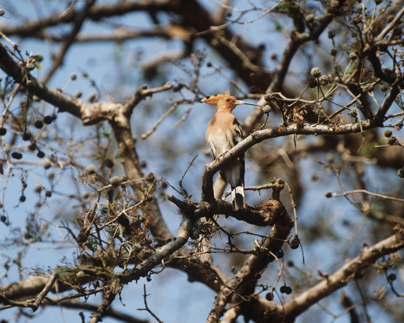 无人,坐,横图,室外,白天,仰视,时尚,野生动物,印度,科学,鸟类,枝,树,自然,动物,t台,摄影,栖息,环境,生物学,国家公园,拉贾斯坦邦,戴胜鸟,印度次大陆,时装表演,时装秀,t型台,走秀,彩图,低角度拍摄,动物学,郊野公园