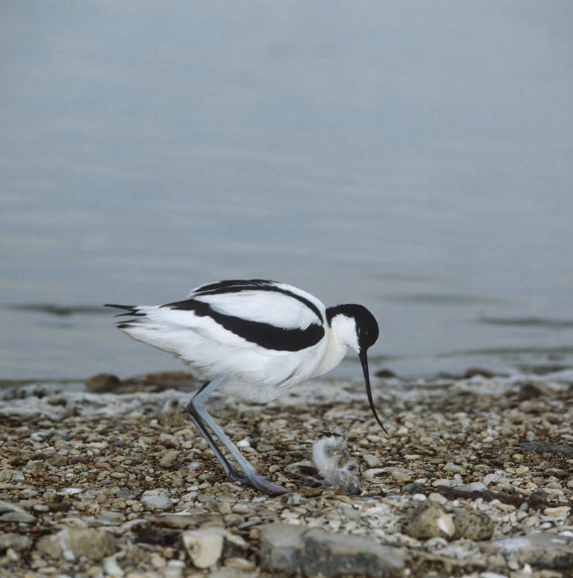 无人,站,竖图,方图,室外,白天,侧面,时尚,湖,野生动物,科学,反嘴鹬,鸟类,小鸟,自然,动物,两只,鹅卵石,t台,摄影,环境,生物学,时装表演,时装秀,t型台,走秀,海滩,岩石,彩图,动物学