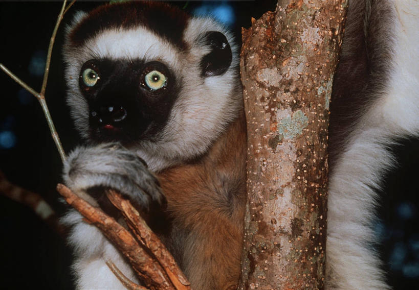 无人,坐,横图,室外,特写,白天,时尚,哺乳动物,猴,野生动物,猴子,非洲,马达加斯加,科学,枝,树,自然,动物,t台,可爱,摄影,活泼,环境,生物学,狐猴,灵长目,阿非利加洲,东非,马达加斯加共和国,时装表演,时装秀,t型台,走秀,彩图,原猴,动物学