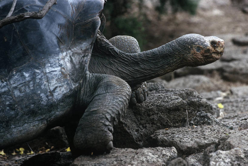 无人,横图,室外,白天,侧面,时尚,龟,野生动物,厄瓜多尔,科学,爬行动物,象龟,自然,动物,健康,t台,南美,摄影,环境,生物学,坚定,长寿,乌龟,加拉帕戈斯群岛,加拉帕戈斯象龟,时装表演,时装秀,t型台,走秀,陆龟,步行,半身,彩图,动物学