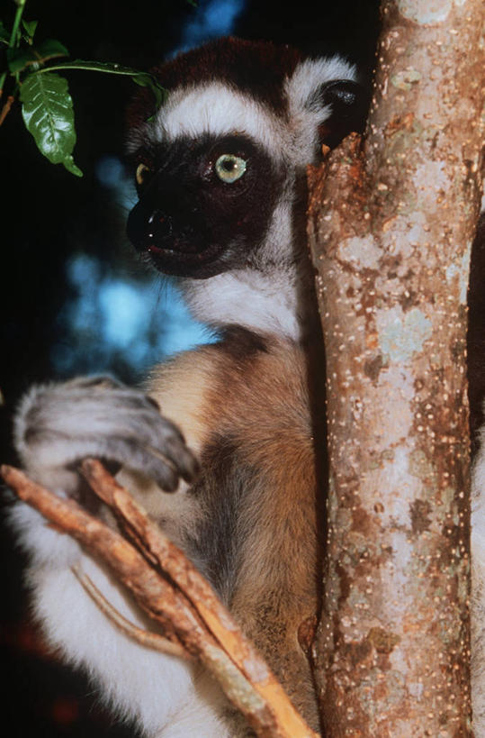 无人,坐,竖图,室外,特写,白天,时尚,哺乳动物,猴,野生动物,猴子,非洲,马达加斯加,科学,枝,树,自然,动物,t台,可爱,摄影,活泼,环境,生物学,狐猴,灵长目,阿非利加洲,东非,马达加斯加共和国,时装表演,时装秀,t型台,走秀,彩图,原猴,动物学