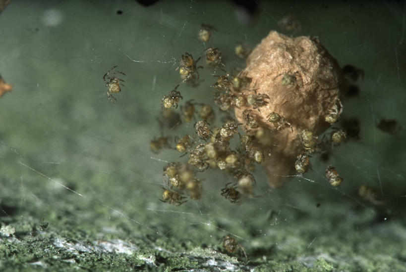 无人,横图,室外,白天,时尚,野生动物,一群,许多,丰富,科学,蜘蛛,蜘蛛网,很多,自然,打开,t台,生物,摄影,孵化,环境,生物学,开启,节肢动物,卵,开端,断纹金蛛,时装表演,时装秀,t型台,走秀,彩图,动物学