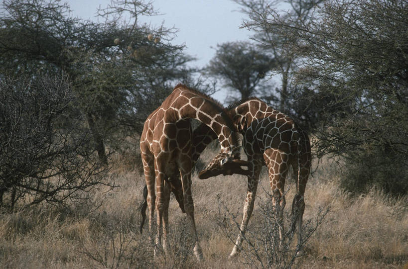 无人,站,横图,室外,白天,时尚,哺乳动物,长颈鹿,野生动物,肯尼亚,连接,并排,树,自然,动物,两只,t台,摄影,环境,生物学,交配,偶蹄目,性行为,野生动物保护区,东非,时装表演,时装秀,t型台,走秀,彩图,伴侣,动物行为,动物学,挨着