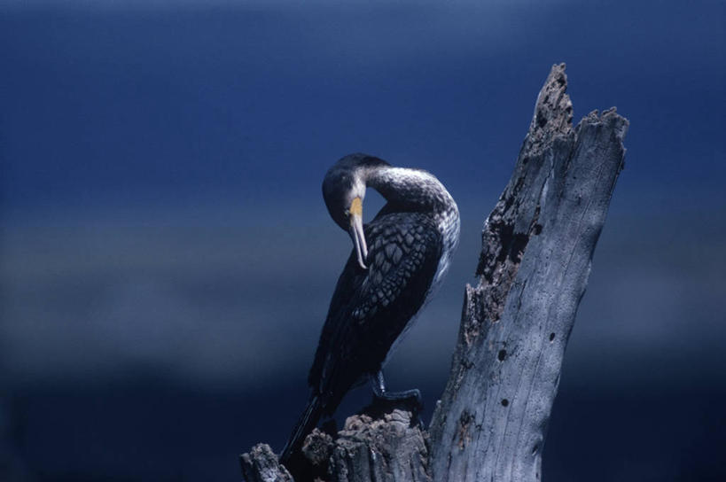 无人,坐,横图,室外,白天,时尚,海鸟,野生动物,科学,鸟类,树桩,枝,自然,动物,t台,摄影,清理,环境,水禽,生物学,时装表演,时装秀,t型台,走秀,彩图,动物学