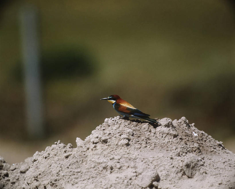 无人,坐,横图,室外,白天,侧面,时尚,野生动物,堆叠,科学,鸟类,沙子,泥土,排列,自然,动物,t台,摄影,环境,生物学,食蜂鸟,黄喉蜂虎,时装表演,时装秀,t型台,走秀,彩图,动物学