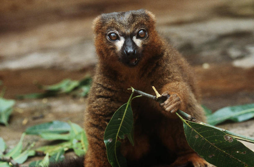 无人,坐,横图,室外,白天,时尚,哺乳动物,野生动物,猴子,叶子,马达加斯加,科学,拿着,自然,动物,t台,摄影,环境,生物学,近景,狐猴,灵长目,东非,时装表演,时装秀,t型台,走秀,彩图,原猴,动物学