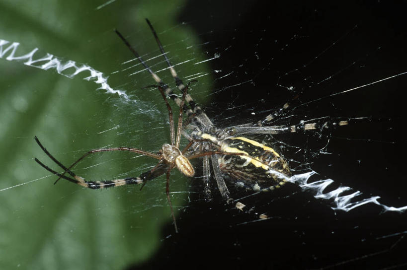 无人,横图,室外,特写,白天,仰视,时尚,野生动物,科学,蜘蛛,蜘蛛网,注视,自然,动物,观察,看,两只,t台,生物,摄影,观看,环境,察看,生物学,关注,节肢动物,断纹金蛛,时装表演,时装秀,t型台,走秀,彩图,低角度拍摄,伴侣,动物学