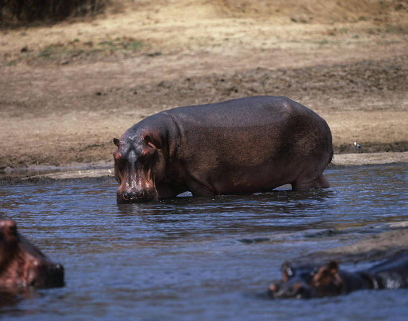 无人,横图,室外,白天,时尚,湖,哺乳动物,河马,野生动物,非洲,三只,科学,自然,动物,t台,放松,摄影,环境,生物学,国家公园,将军,偶蹄目,扎伊尔,刚果民主共和国,时装表演,时装秀,t型台,走秀,自然地理,彩图,动物学
