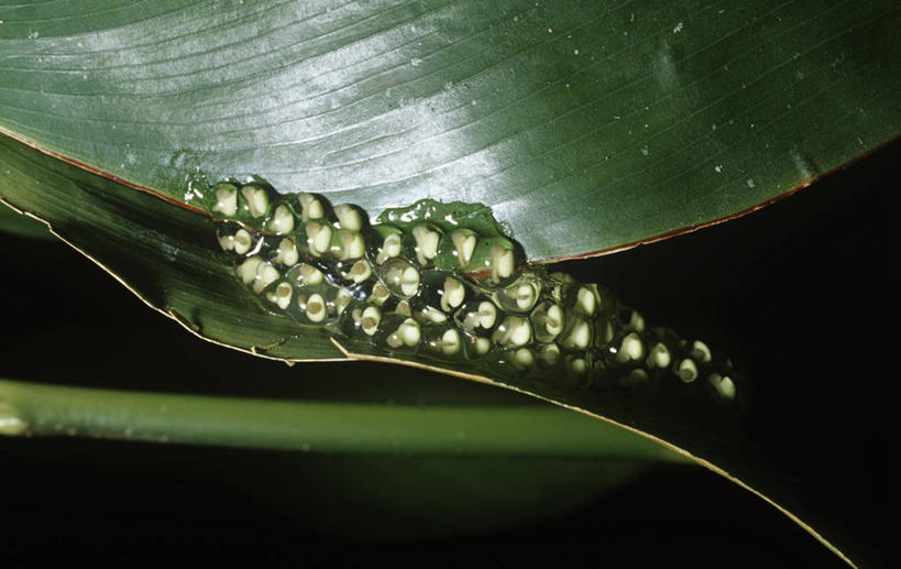 无人,横图,室外,夜晚,时尚,植物,野生动物,叶子,许多,堆叠,科学,红眼树蛙,树蛙,很多,排列,自然,t台,摄影,环境,生物学,幼虫,卵,蛙卵,开端,时装表演,时装秀,t型台,走秀,彩图,动物学