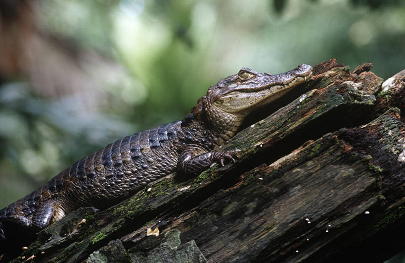 无人,坐,横图,室外,白天,侧面,时尚,鳄鱼,野生动物,科学,木制,爬行动物,自然,动物,t台,摄影,环境,生物学,圆木,近景,凶猛,凯门鳄,眼镜凯门鳄,时装表演,时装秀,t型台,走秀,残暴,凶残,彩图,动物学