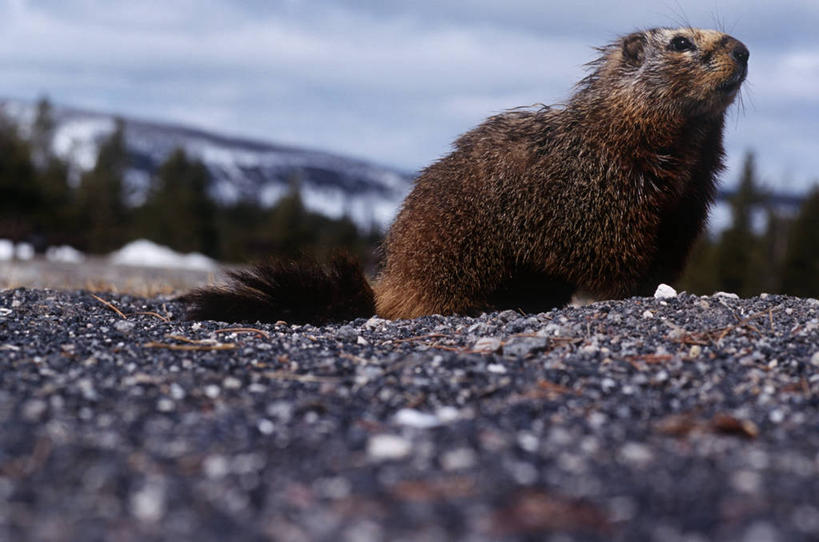 无人,坐,横图,室外,白天,时尚,哺乳动物,野生动物,湿,自然,动物,看,向上看,t台,摄影,环境,生物学,旱獭,黄腹土拨鼠,时装表演,时装秀,t型台,走秀,彩图,动物学