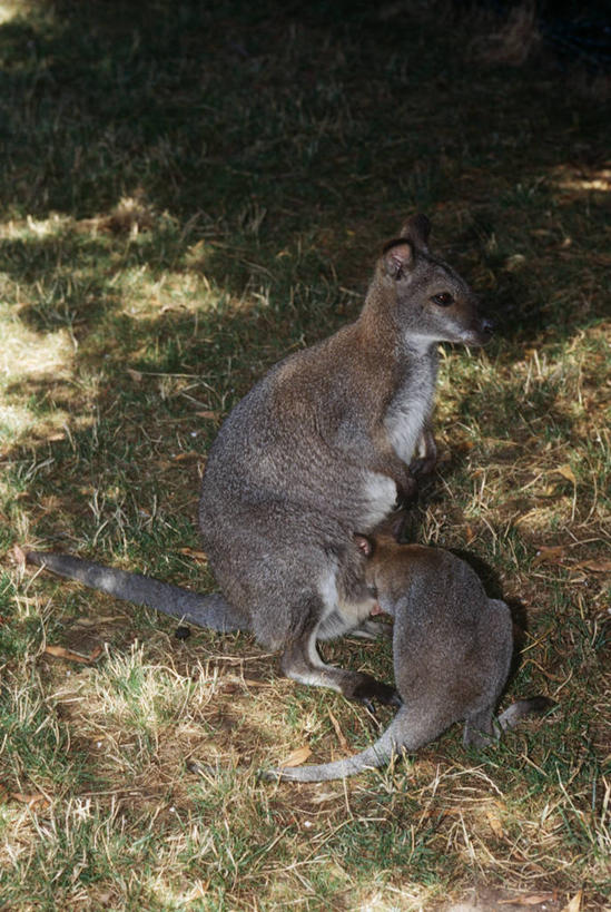 无人,站,竖图,俯视,室外,白天,时尚,哺乳动物,袋鼠,野生动物,草,自然,动物,两只,t台,可爱,摄影,活泼,环境,生物学,幼兽,育儿袋,喂养,时装表演,时装秀,t型台,走秀,彩图,高角度拍摄,动物学