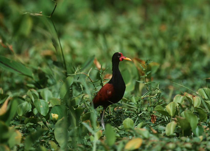 无人,站,横图,室外,白天,时尚,植物,野生动物,叶子,委内瑞拉,科学,鸟类,自然,动物,t台,南美,摄影,环境,生物学,时装表演,时装秀,t型台,走秀,彩图,美洲水雉,动物学,瓜里科州