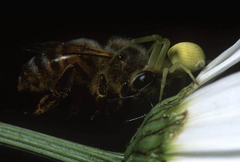 无人,横图,室外,特写,白天,侧面,时尚,野生动物,蜜蜂,黑色背景,科学,捕食,昆虫,蜘蛛,花,黑色,自然,动物,两只,t台,生物,摄影,环境,死亡,生物学,伪装,节肢动物,益虫,蟹蛛,时装表演,时装秀,t型台,走秀,彩图,动物学