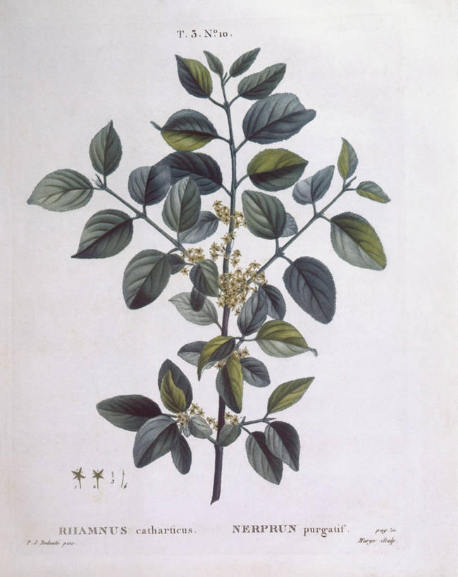 无人,竖图,白色背景,植物,叶子,科学,枝,白色,自然,摄影,环境,生物学,沙棘,嫩枝,彩图