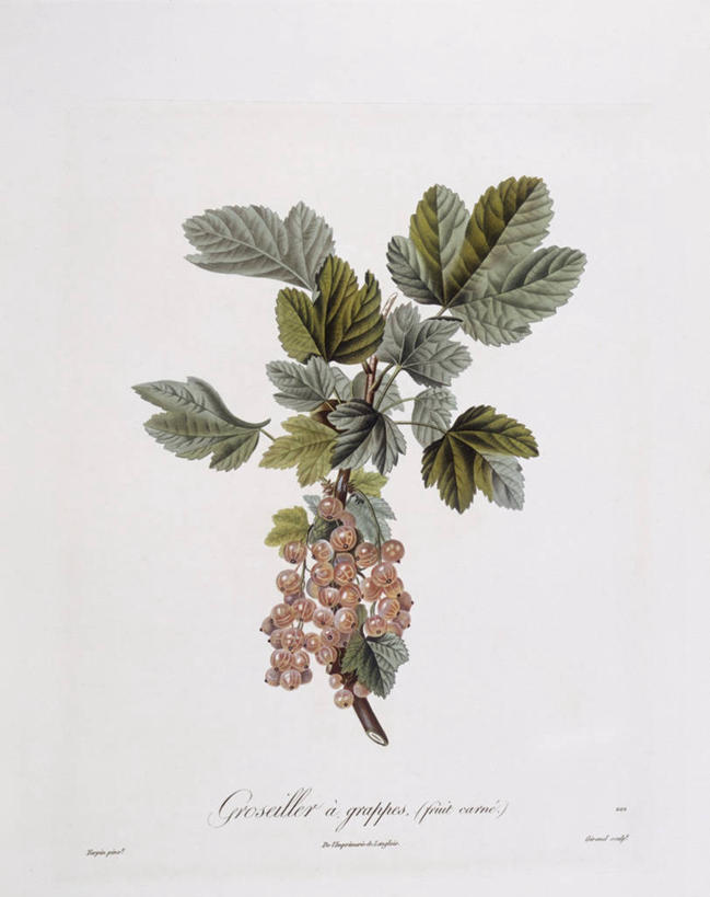 无人,竖图,白色背景,植物,水果,叶子,科学,食品,枝,白色,自然,摄影,环境,生物学,红醋栗,嫩枝,彩图