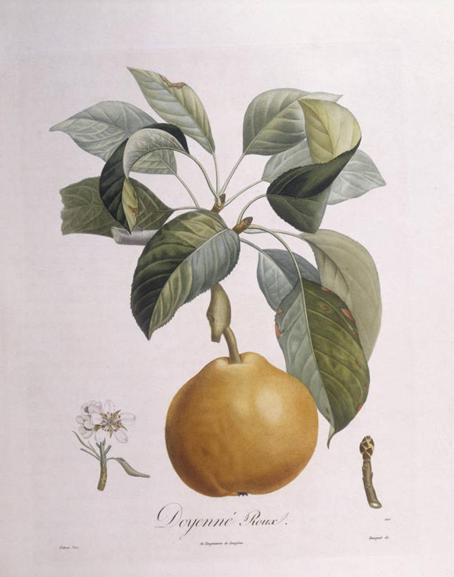 无人,竖图,白色背景,植物,梨,水果,叶子,科学,食品,枝,花,白色,自然,摄影,环境,生物学,嫩枝,彩图