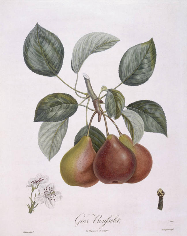 无人,竖图,白色背景,植物,梨,水果,叶子,科学,食品,枝,花,白色,自然,摄影,环境,生物学,嫩枝,彩图