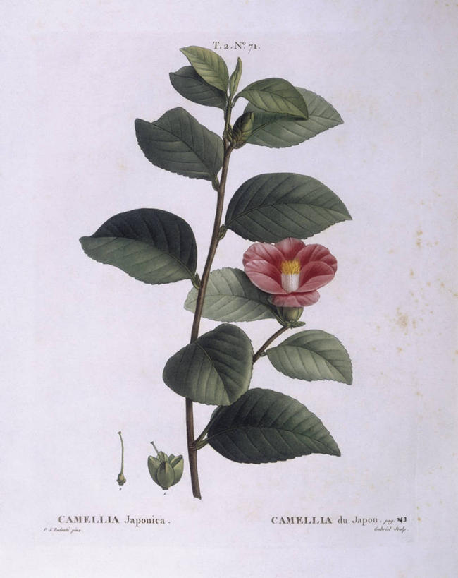 无人,竖图,白色背景,植物,山茶花,叶子,科学,枝,花,白色,自然,摄影,环境,生物学,玉茗花,耐冬,海石榴,嫩枝,茶花,彩图