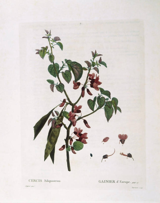 无人,竖图,白色背景,植物,叶子,科学,枝,花,白色,自然,摄影,环境,生物学,豌豆系,落叶树,嫩枝,彩图,紫荆树