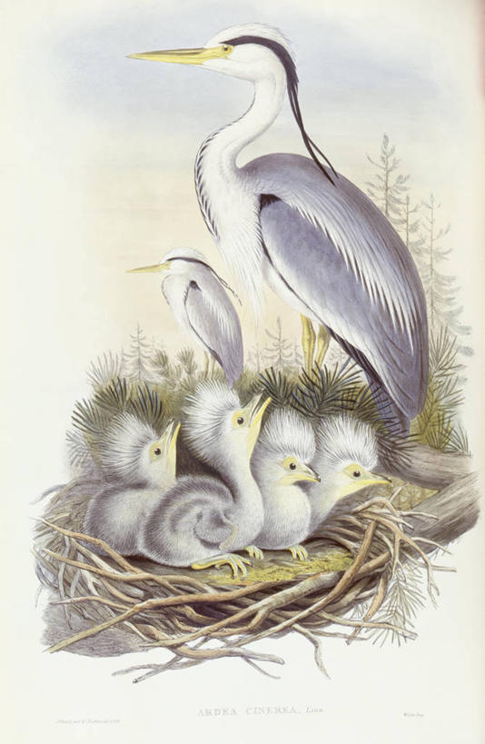 无人,坐,竖图,鸟,野生动物,澳大利亚,科学,苍鹭,鸟类,鸟巢,自然,动物,摄影,环境,生物学,鹳,澳大拉西亚,灰鹳,彩图,雕刻术,动物学