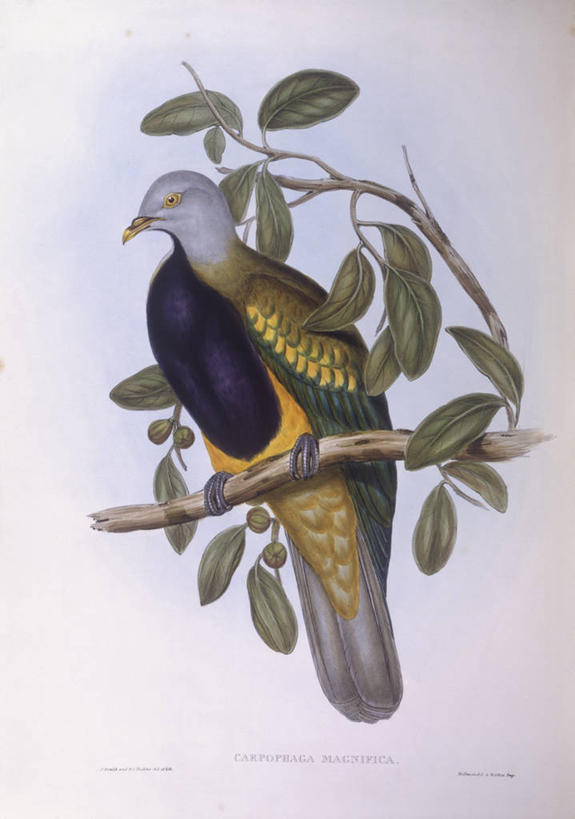 无人,坐,竖图,野生动物,澳大利亚,科学,斑鸠,鸟类,枝,树,自然,动物,摄影,栖息,环境,生物学,澳大拉西亚,彩图,雕刻术,动物学