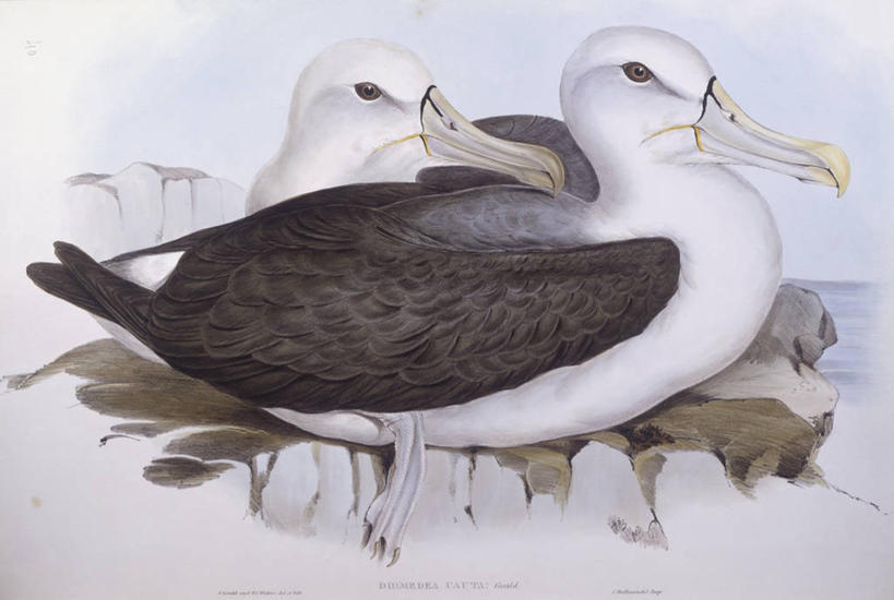 无人,坐,横图,侧面,海鸟,鸟,野生动物,信天翁,澳大利亚,科学,鸟类,自然,动物,两只,摄影,环境,生物学,澳大拉西亚,海鸳,灰头信天翁,岩石,彩图,雕刻术,动物学