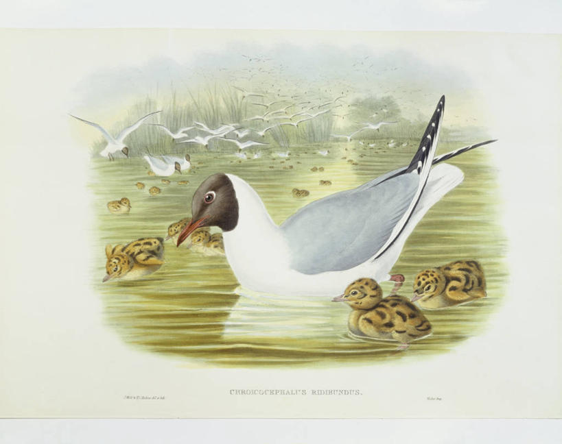 游泳,无人,横图,室外,湖,海鸥,野生动物,科学,鸟类,小鸟,自然,动物,摄影,环境,生物学,18世纪,彩图,雕刻术,动物学