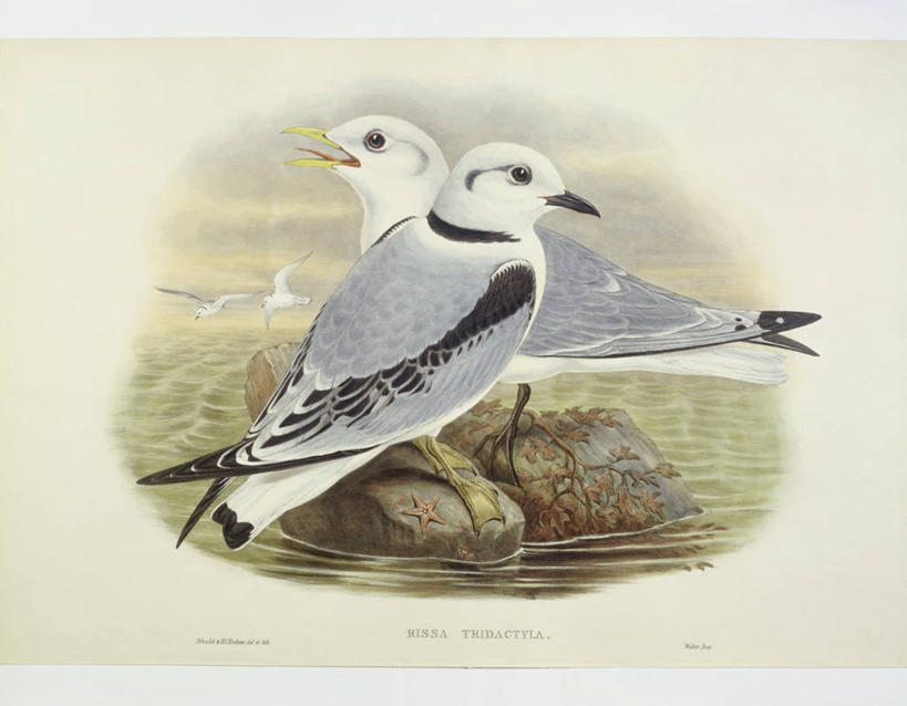 无人,坐,横图,水,海鸥,野生动物,科学,鸟类,自然,动物,两只,摄影,环境,生物学,三趾鸥,岩石,彩图,雕刻术,动物学