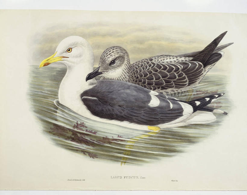 游泳,无人,横图,插画,室外,白天,数码,科技,水,海鸟,海鸥,鸟,野生动物,阴影,网络,鸟类,文字,高光,几何,计算机图形,合成,图画,画,自然,动物,两只,摄影,英文字母,环境,电脑合成图,数码合成图,生物学,合成图,鸥,漫画,银鸥,写实,具体,具象,黑背鸥,黄腿鸥,彩图,黄脚鸥,动物学