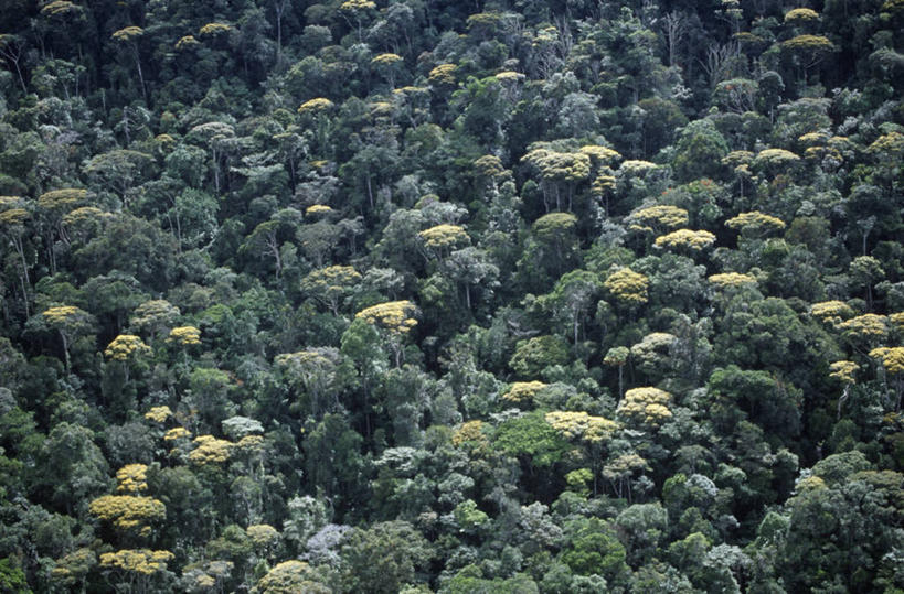 无人,横图,俯视,航拍,室外,白天,美景,森林,委内瑞拉,景观,树,风景,自然,地标建筑,景色,南美,摄影,国家公园,鸟瞰,自然风光,彩图,高角度拍摄,卡奈依马国家公园,郊野公园
