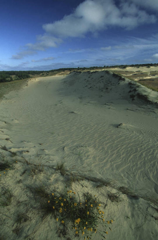 无人,竖图,室外,白天,沙子,沙丘,风景,自然,地标建筑,摄影,环境,立陶宛共和国,海滩,彩图,旅行,波罗的海三国