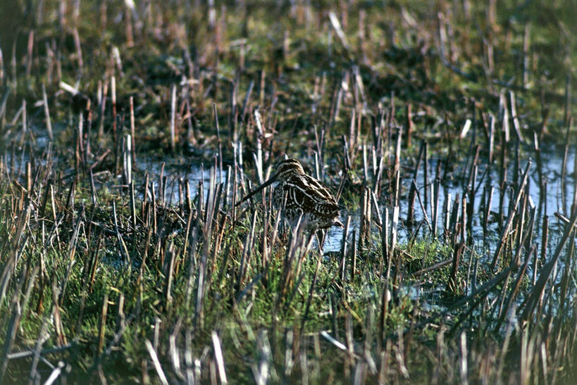 无人,横图,室外,白天,鸟类,动物,摄影,生物学,伪装,鹬,彩图,动物学