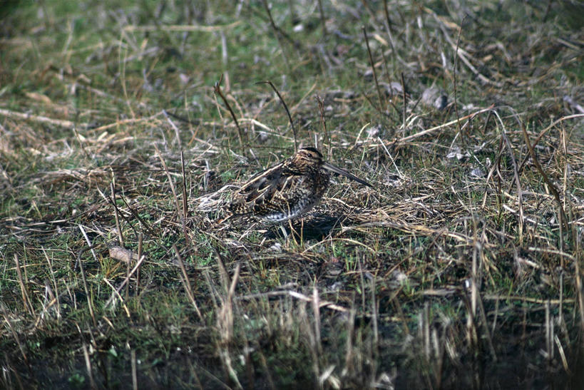 无人,横图,室外,白天,野生动物,鸟类,自然,动物,摄影,环境,伪装,鹬,彩图