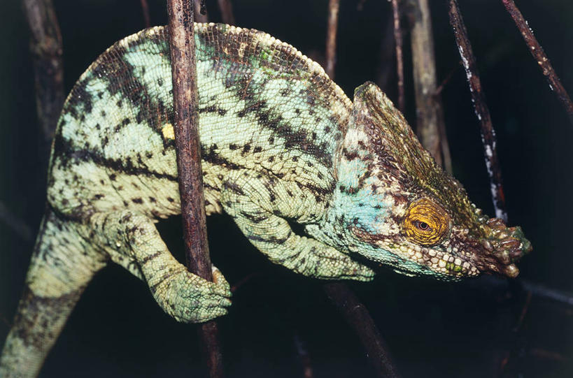 无人,横图,室外,变色龙,野生动物,马达加斯加,摄影,彩图,动物学