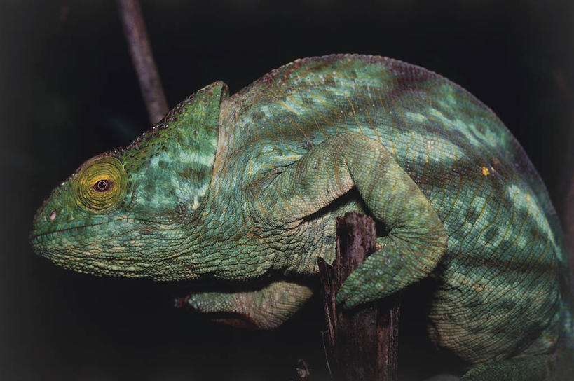 无人,横图,室外,变色龙,野生动物,马达加斯加,摄影,彩图,动物学