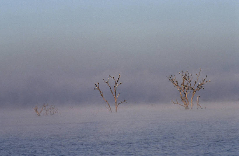 无人,横图,室外,白天,湖,水,雾,赞比亚,花蕾,自然,摄影,生长,宁静,国家公园,树梢,坚持,卡富埃国家公园,彩图