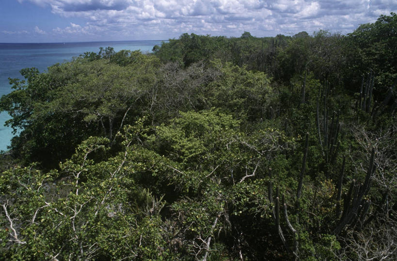 无人,横图,俯视,室外,白天,海洋,水平线,自然,摄影,生长,气候,热带气候,国家公园,拉丁美洲,多米尼加共和国,彩图,高角度拍摄,旅行,雨林