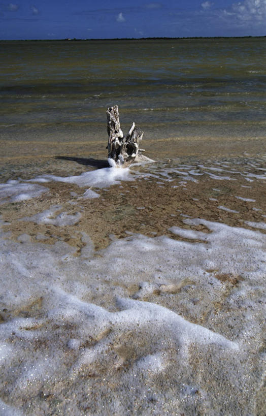 无人,竖图,室外,白天,海浪,海洋,沙子,水平线,根部,树干,风景,摄影,宁静,维京群岛,潟湖,海滩,彩图,旅行