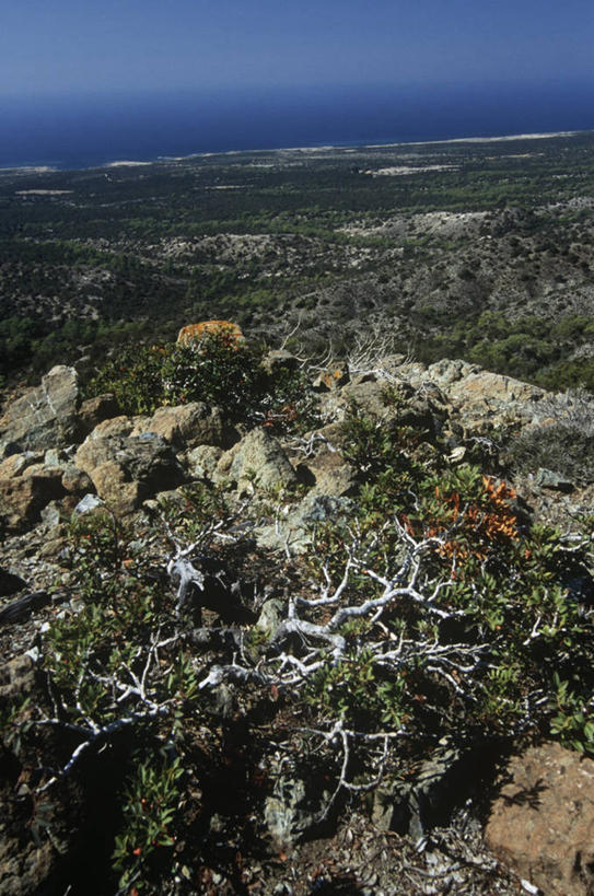 无人,竖图,室外,白天,海洋,塞浦路斯,海岸线,水平线,自然,摄影,生长,灌木,清新,岩石,彩图,忍耐力