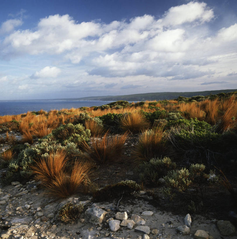 无人,竖图,方图,室外,白天,旅游,度假,海洋,美景,澳大利亚,地形,海岸线,景观,娱乐,风景,自然,享受,休闲,景色,放松,摄影,宁静,自然风光,袋鼠岛,南澳大利亚,自然地理,彩图
